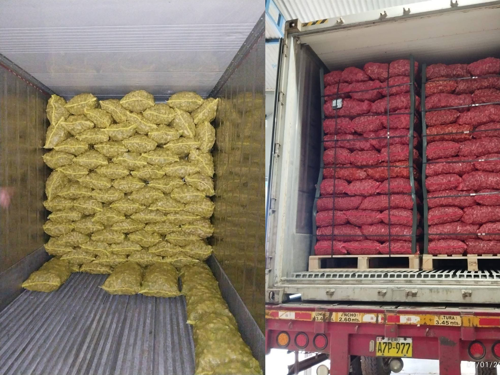 container cargo transportation of fresh vegetables from field
