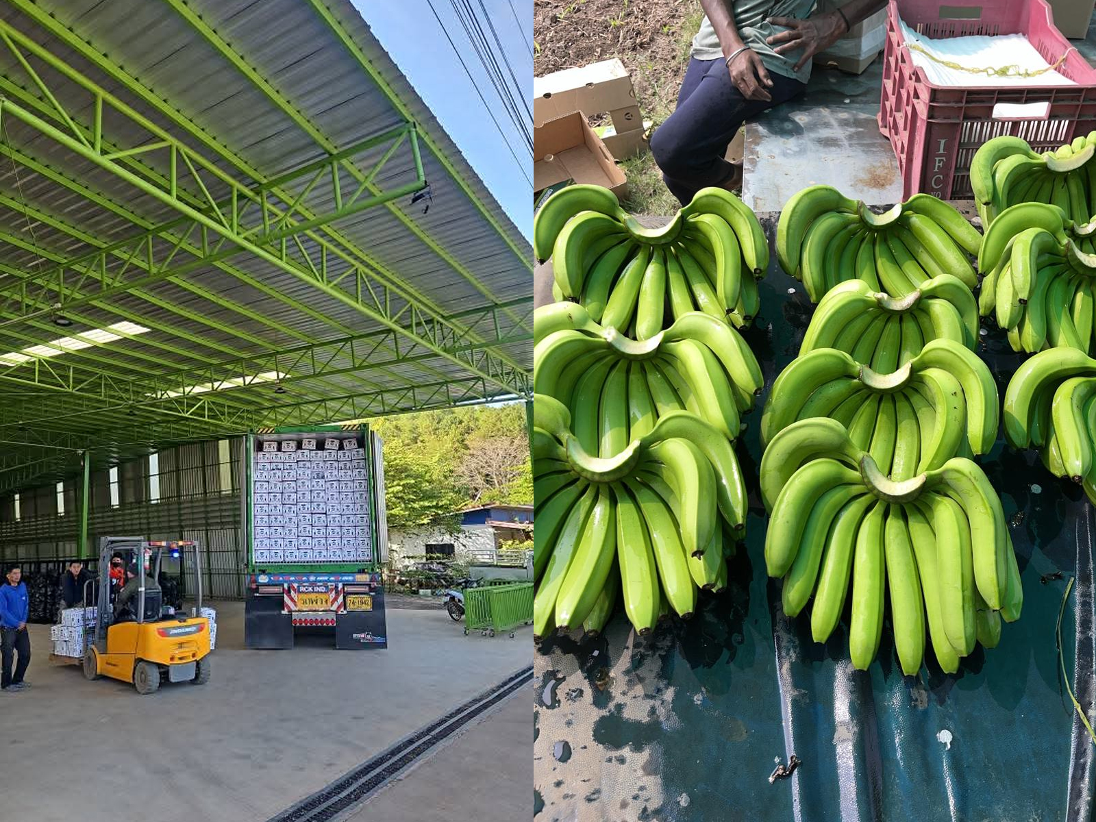 container cargo transportation of fresh fruits and good from field